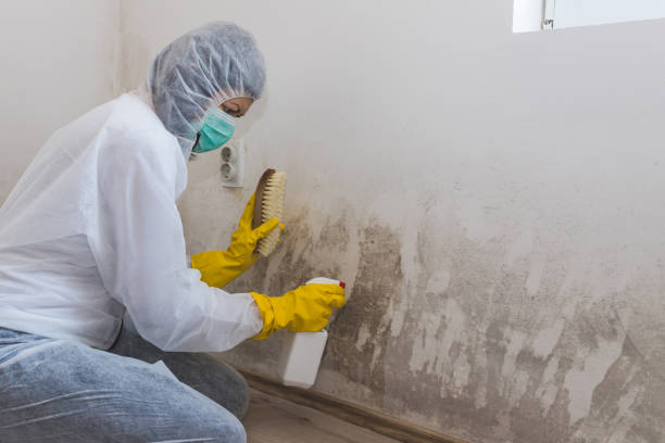 Best Black Mold Removal  in Creston, OH