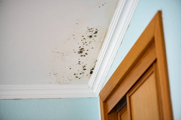 Best Emergency Mold Removal  in Creston, OH
