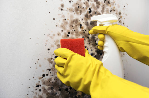 Best Affordable Mold Removal  in Creston, OH
