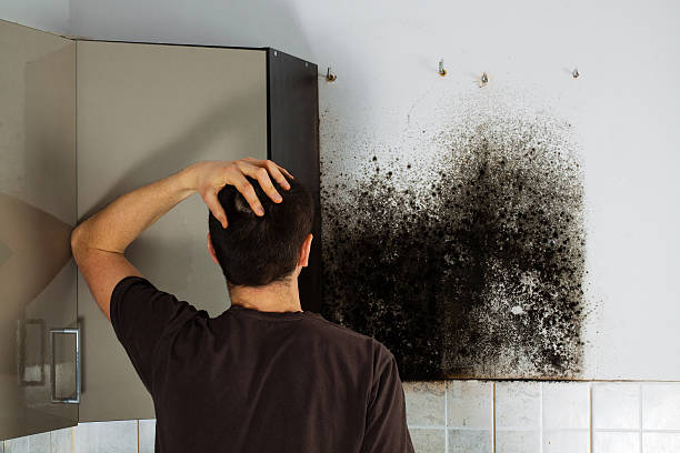 Best Certified Mold Removal  in Creston, OH